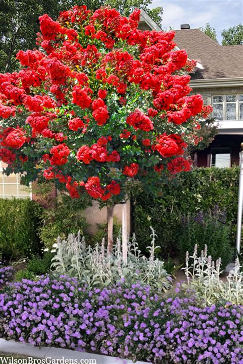 Creating a Striking Display with Cardinal Red Magic Crape Myrtle
